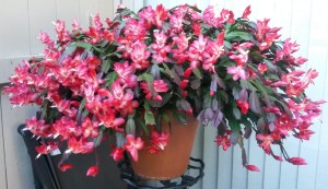 This is Sideshow Bob, our 25+ year old Christmas Cactus. Sideshow measures over 40 inches across and weighs almost 50 pounds. It likes to put on a full display about three times an year but never at Christmas. 