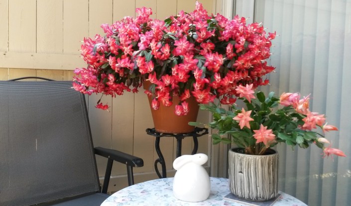 Sideshow Bob and Buddy