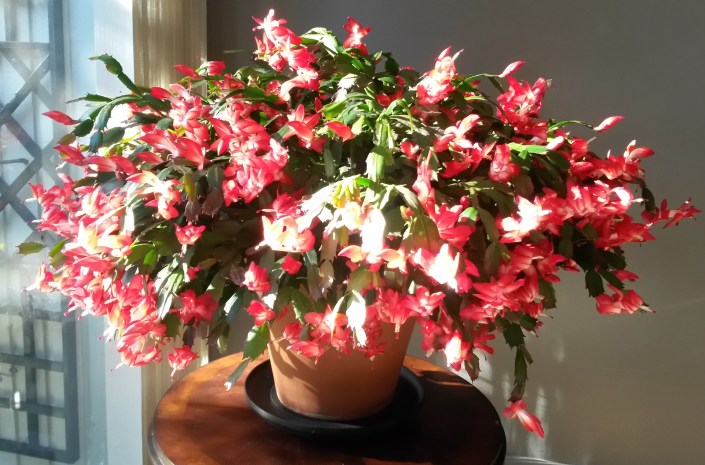 Sideshow's Winter Bloom